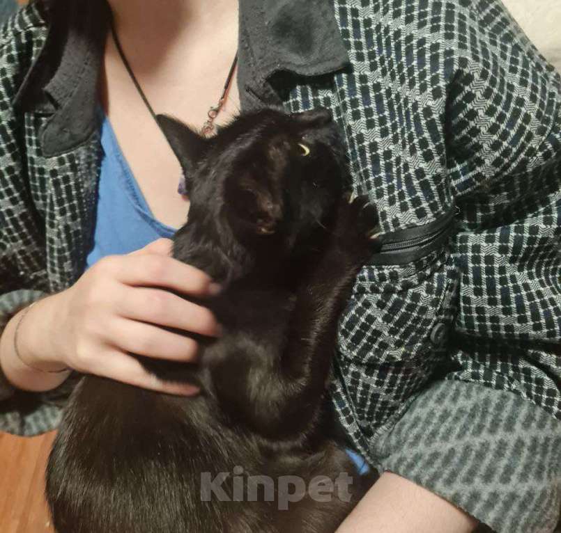 Кошки в других городах Калужской области: Чёрная ласковая Маковка Девочка, Бесплатно - фото 2