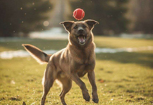 Флая – преданная душа, пережившая предательство