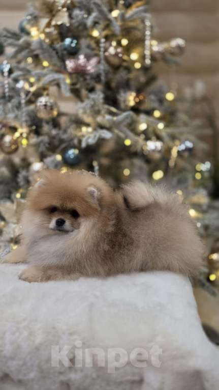 Собаки в Перми: Померанский шпиц Девочка, 120 000 руб. - фото 3