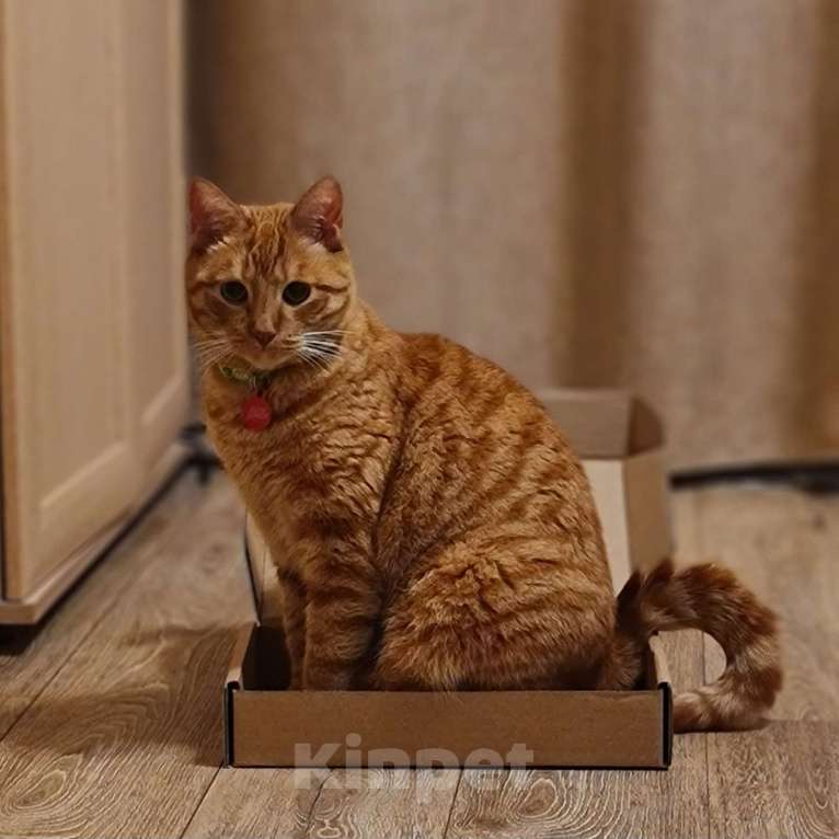 Кошки в других городах Калининградской области: Рыжий кот Мальчик, 5 000 руб. - фото 1