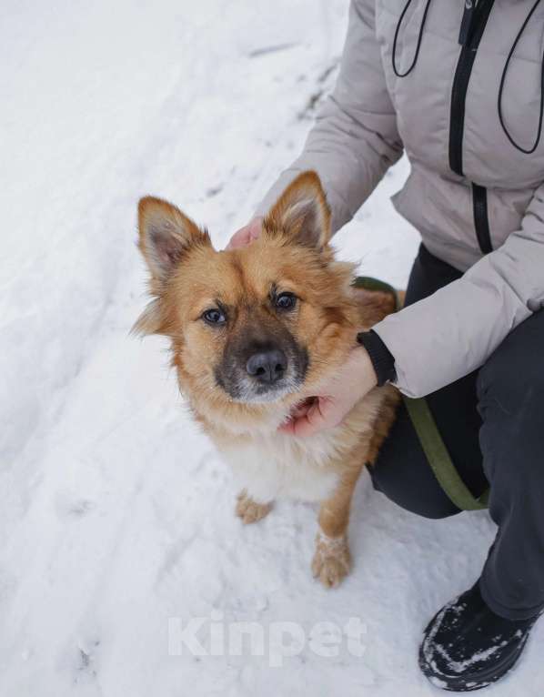 Собаки в Санкт-Петербурге: Отдам собаку бесплатно  Девочка, Бесплатно - фото 5