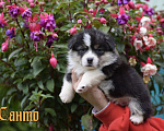Собаки в Москве: Щенки Вельш Корги Пемброк Мальчик, 45 000 руб. - фото 2