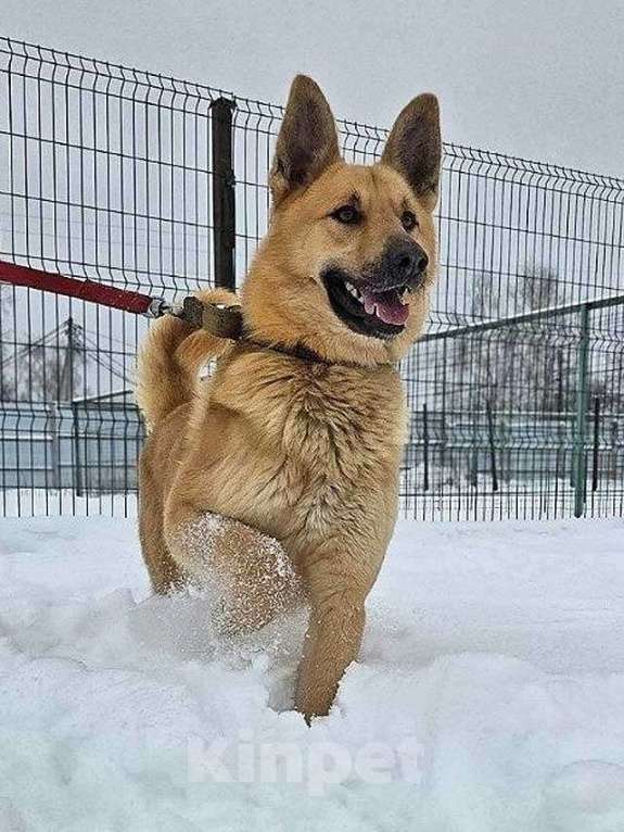 Собаки в Москве: Красивый, умный молодой домашний пес Майор ищет дом Мальчик, 10 руб. - фото 8