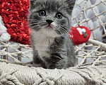 Кошки в Курске: Котята британские короткошёрстные прямоухие Разнополые, 4 000 руб. - фото 2