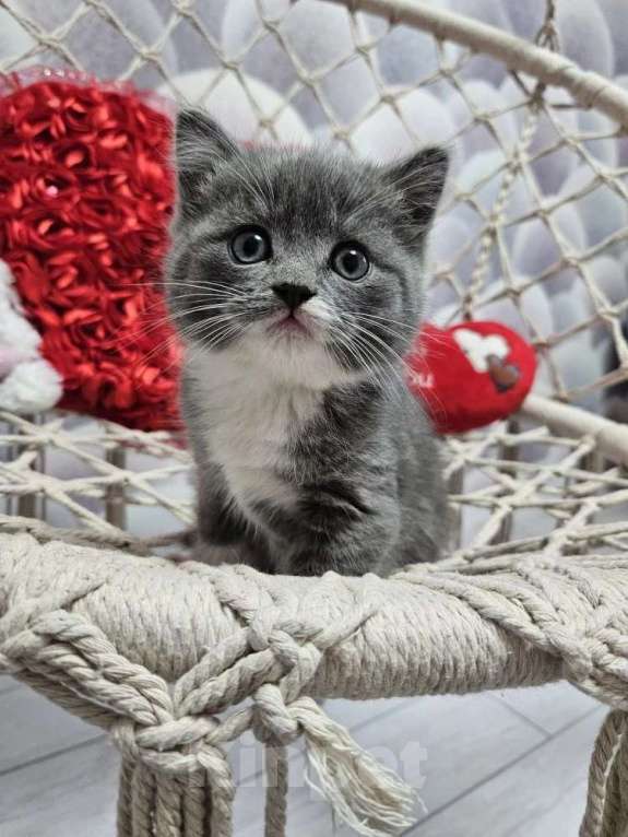 Кошки в Курске: Котята британские короткошёрстные прямоухие Разнополые, 4 000 руб. - фото 2