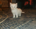 Кошки в Оленегорске: Котята мейн-кун, 5 000 руб. - фото 4