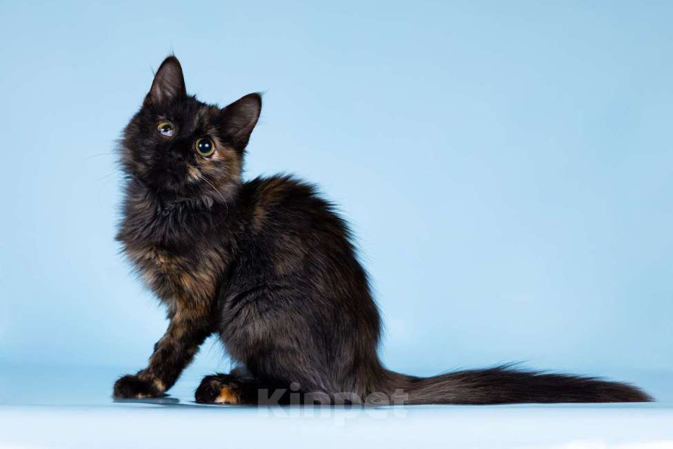 Кошки в Москве: Разноцветные котята в добрые руки Мальчик, 1 руб. - фото 8