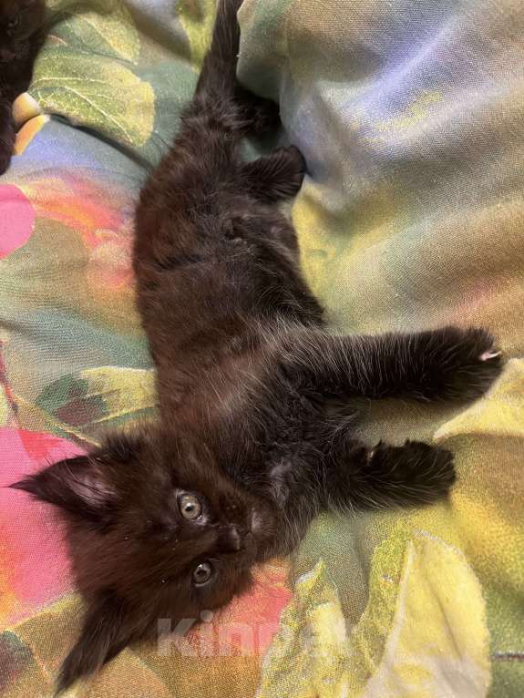 Кошки в Санкт-Петербурге: Бетти Девочка, Бесплатно - фото 2