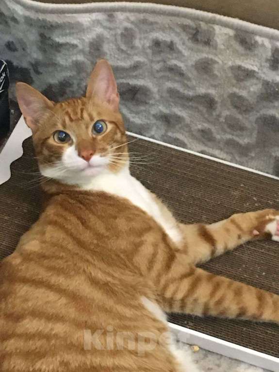 Кошки в Москве: Макс Мальчик, Бесплатно - фото 5