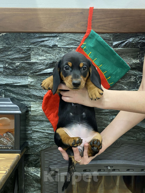 Собаки в других городах Московской области: Щенок таксы девочка чёрная с подпалым Девочка, 25 000 руб. - фото 3