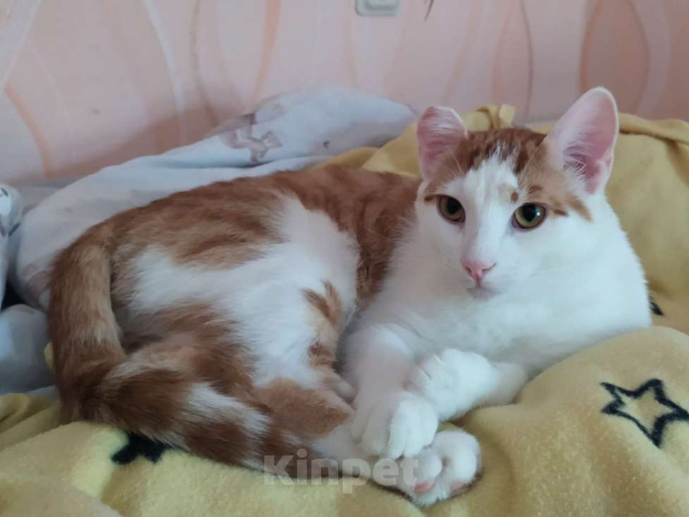 Кошки в Санкт-Петербурге: Молодой котейка Яша в добрые руки Мальчик, Бесплатно - фото 5