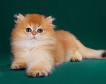 Кошки в Москве: Британская золотая шиншилла  Мальчик, 200 000 руб. - фото 3