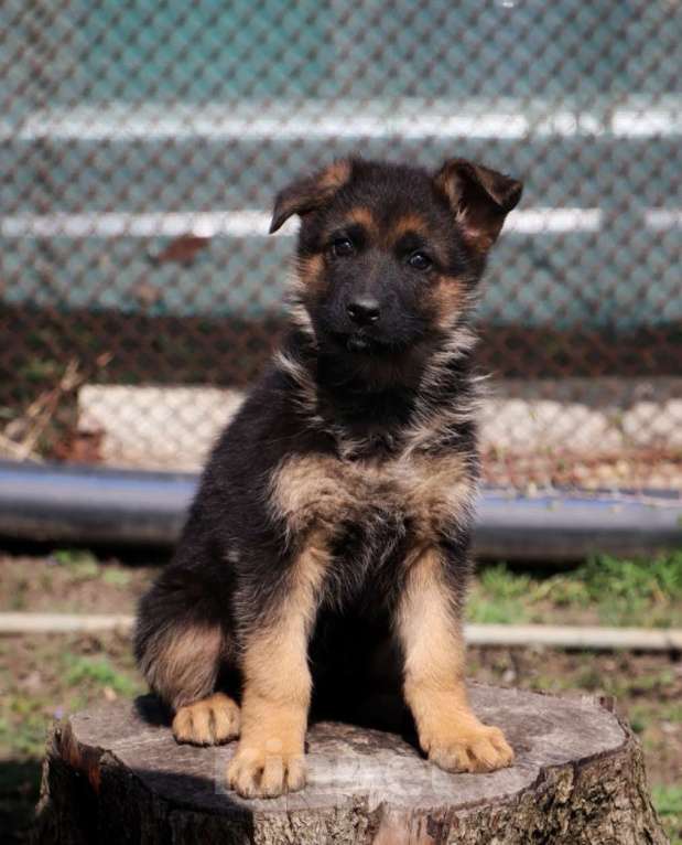 Собаки в Таганроге: Щенки немецкой овчарки отборное разведение Разнополые, Бесплатно - фото 2