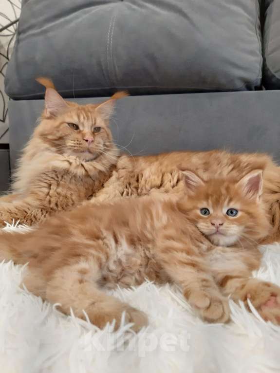 Кошки в Кемерово: Мейн кун котята  Мальчик, 45 000 руб. - фото 4