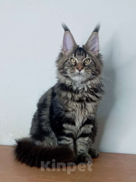 Кошки в Севастополе: Котёнок чёрный мрамор Мальчик, 55 000 руб. - фото 1