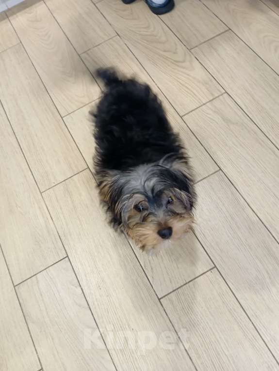 Собаки в Кирове: Продаю щенка йорка, 3 месяца Мальчик, 15 000 руб. - фото 3