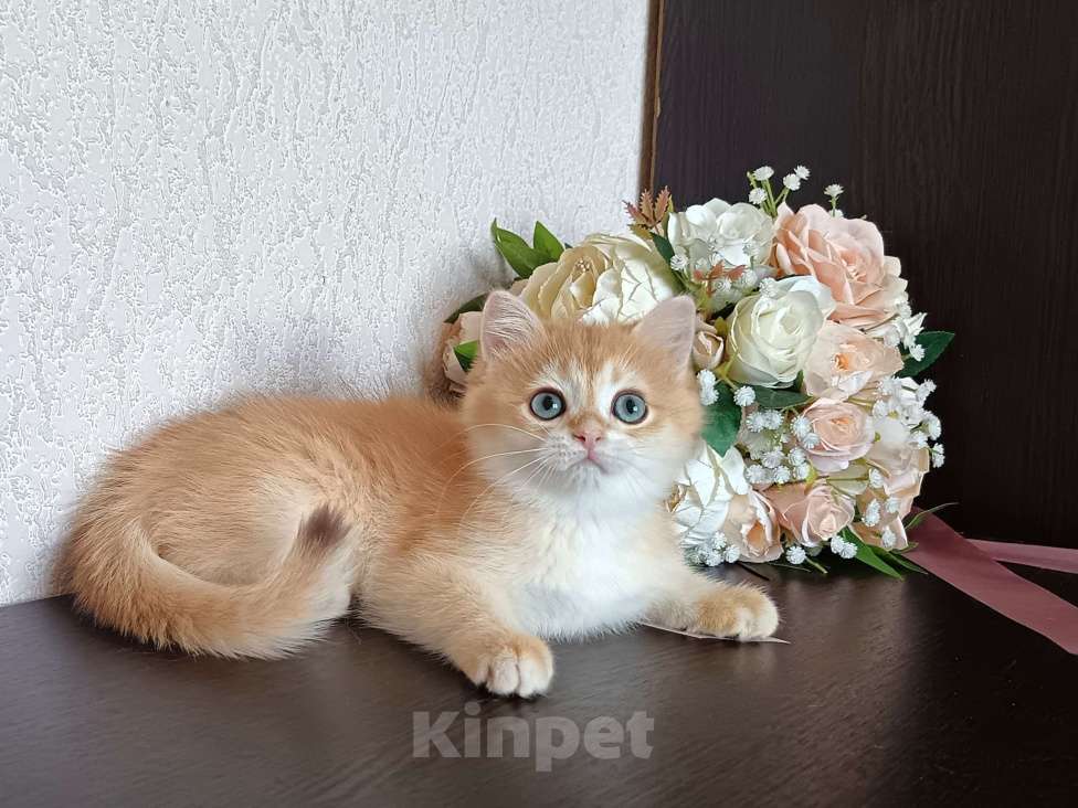 Кошки в Краснодаре: Золотая шоколадная шиншилла  Девочка, 30 000 руб. - фото 3