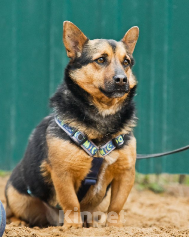 Собаки в других городах Московской области: Брэнди, микро-овчар Мальчик, Бесплатно - фото 10