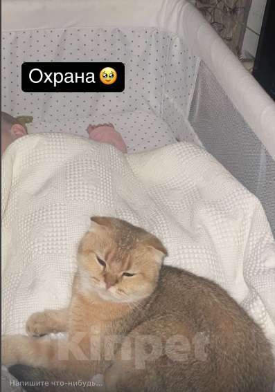 Кошки в Махачкале: потерялась кошка Девочка, 1 000 руб. - фото 2