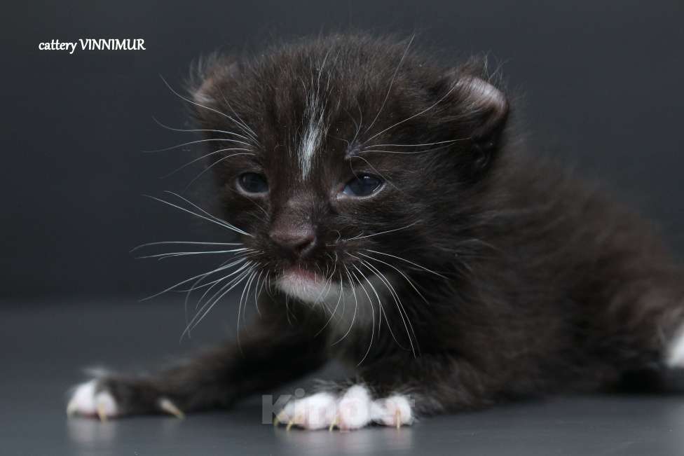 Кошки в Санкт-Петербурге: Американский керл Мальчик, Бесплатно - фото 1