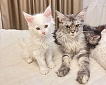 Кошки в Калининграде: Чистокровный котенок Мэйкун , кошечка w62 Девочка, 50 000 руб. - фото 3