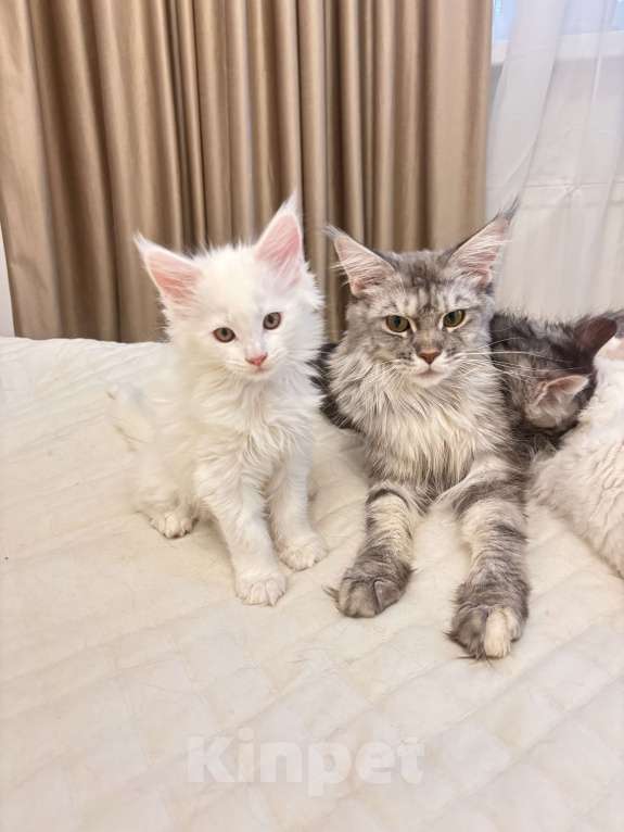 Кошки в Калининграде: Чистокровный котенок Мэйкун , кошечка w62 Девочка, 50 000 руб. - фото 3
