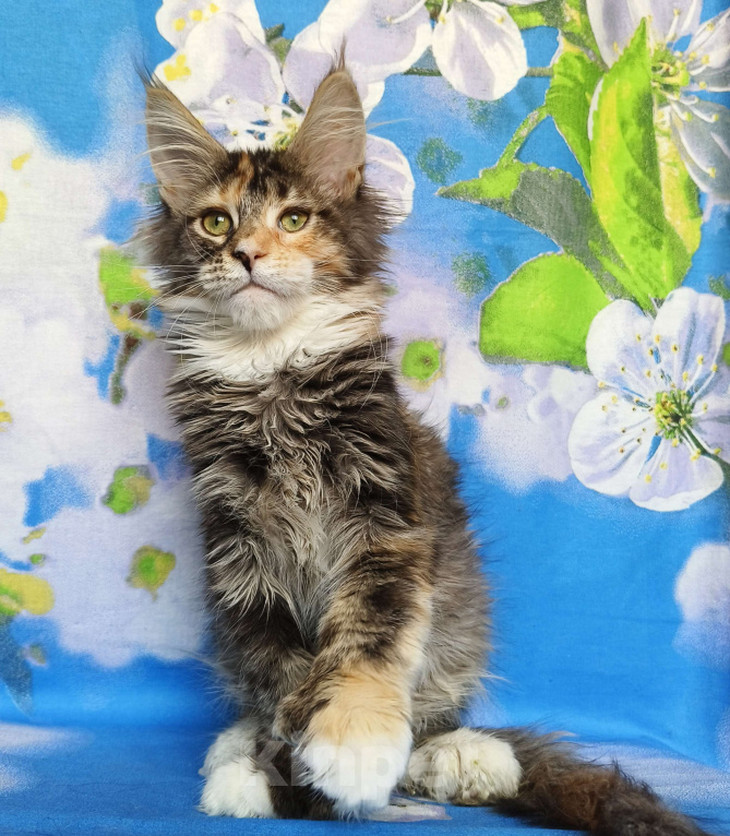 Кошки в Москве: Котёнок Мейн-кун Полидакт Девочка Девочка, 80 000 руб. - фото 5