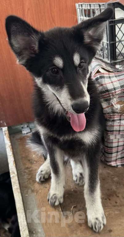 Собаки в Москве: Отдам щенка в добрые руки Мальчик, Бесплатно - фото 6