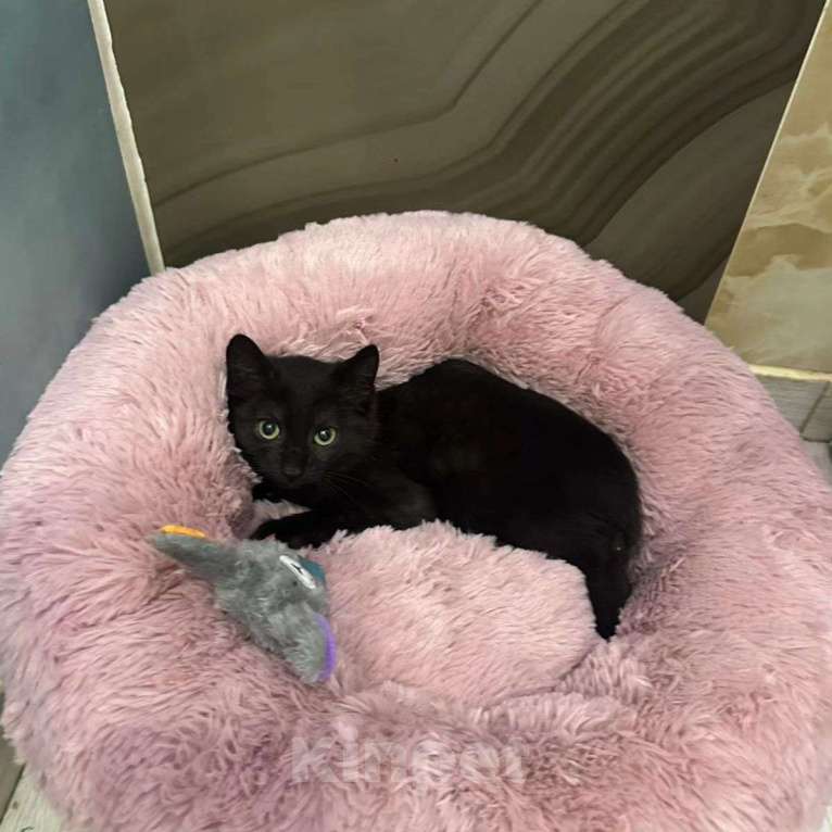 Кошки в Москве: Малышка грустит взаперти совершенно одна Девочка, Бесплатно - фото 2