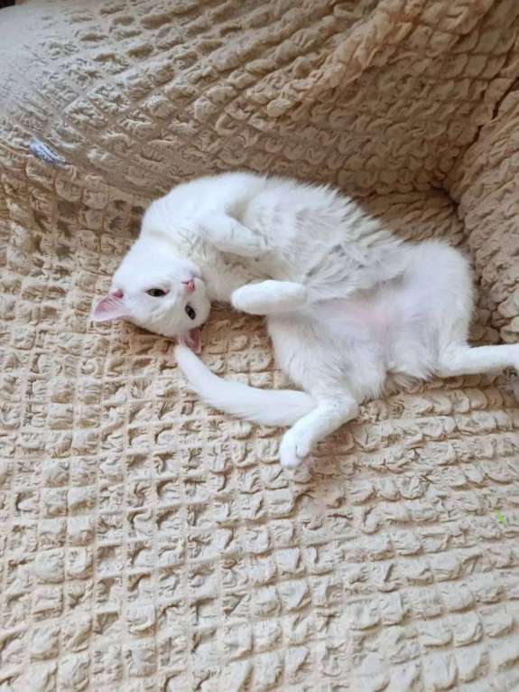 Кошки в Уфе: Белоснежная кошка в дар. Девочка, Бесплатно - фото 1
