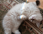 Кошки в Москве: Котик 3 мес Мальчик, Бесплатно - фото 3