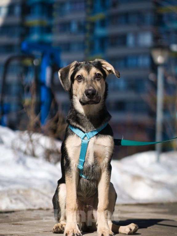 Собаки в Москве: Альмондо Мальчик, Бесплатно - фото 1