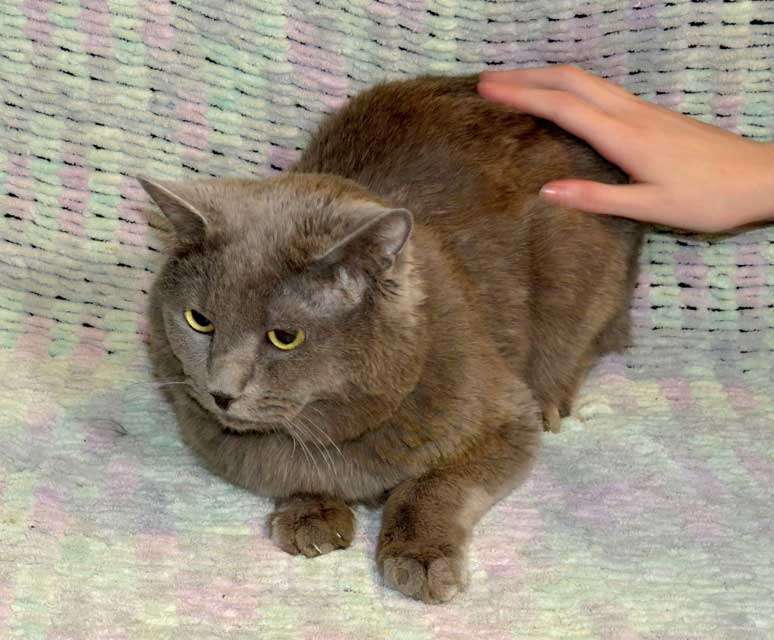 Кошки в Санкт-Петербурге: Ясон, кот-подкидыш, который всё ещё ждёт своего человека Мальчик, Бесплатно - фото 2