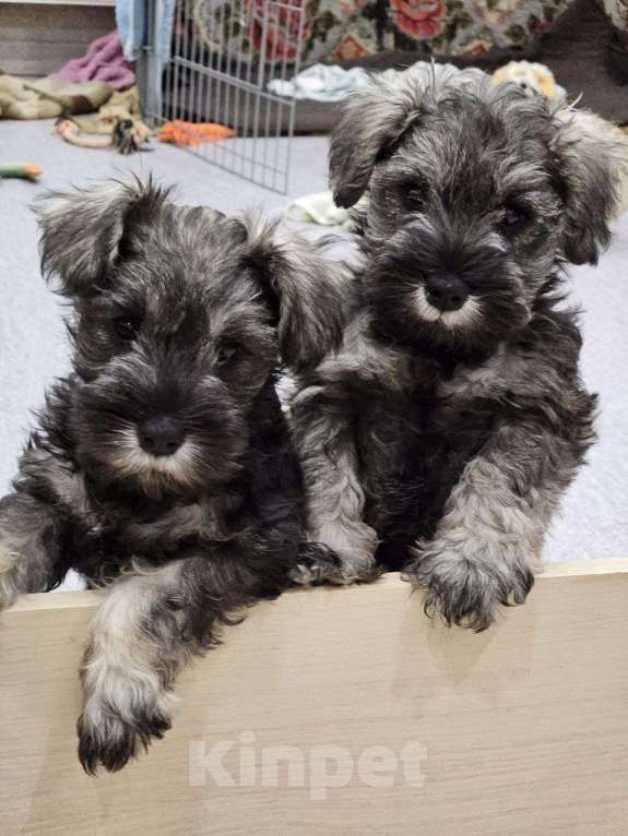 Собаки в Москве: Цвергшнауцер щенки мальчики Мальчик, 63 000 руб. - фото 1