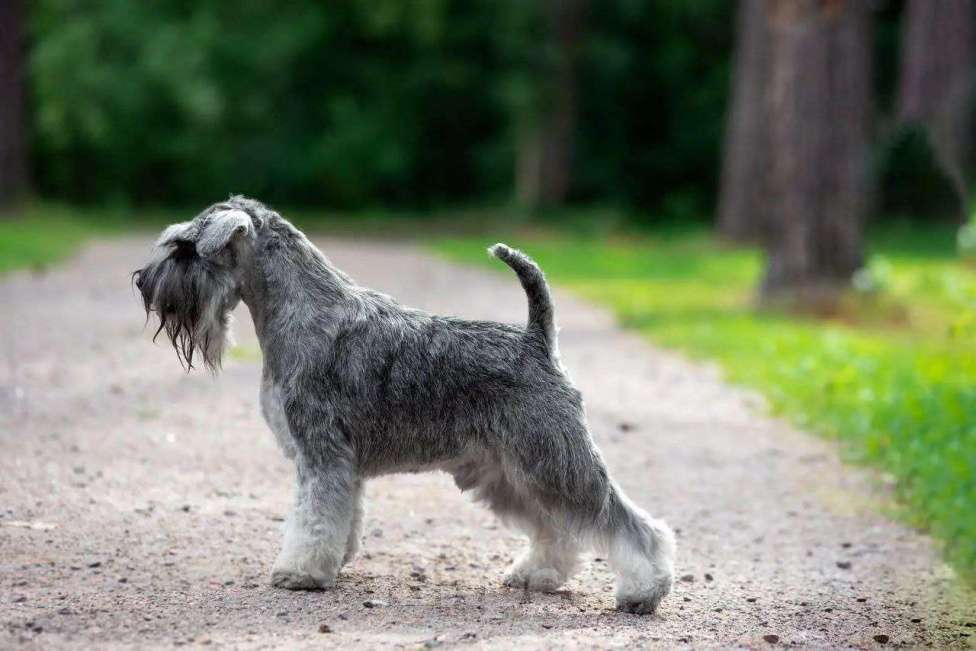Собаки в Воронеже: Щенки цвергшнауцера перец с солью Разнополые, 70 000 руб. - фото 6