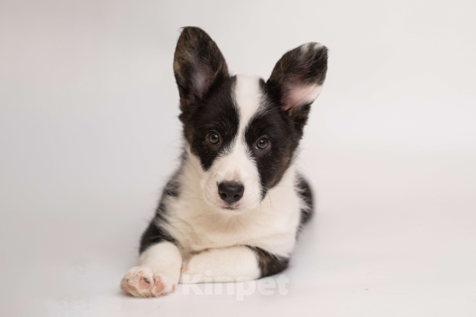 Собаки в Санкт-Петербурге: Щенок Вельш Корги Кардиган  Девочка, Бесплатно - фото 3