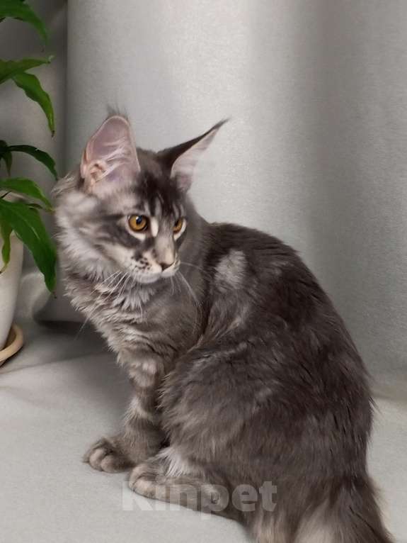 Кошки в Москве: Добрейшае, замурчалка Девочка, Бесплатно - фото 4