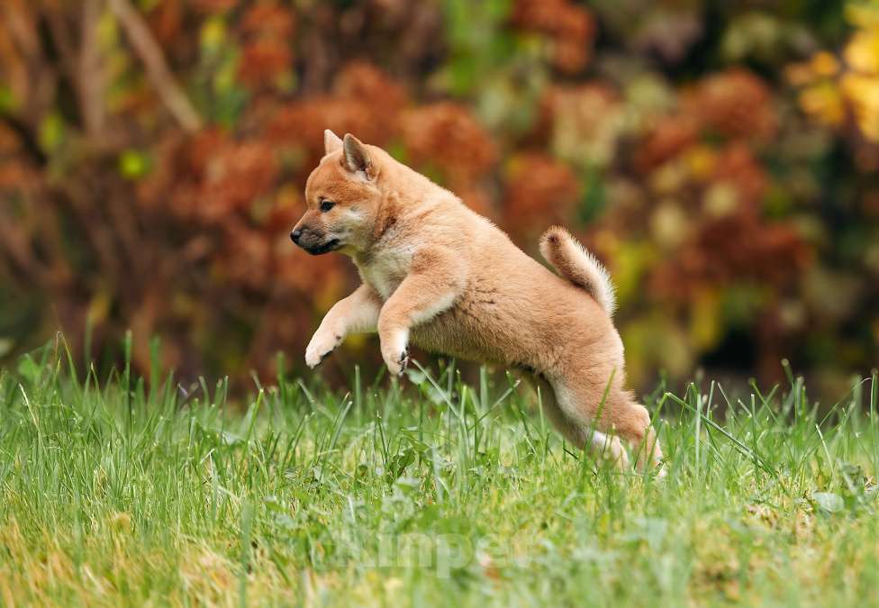Собаки в Москве: Щенок девочка Сиба-ину ласковая и нежная Девочка, 65 000 руб. - фото 4
