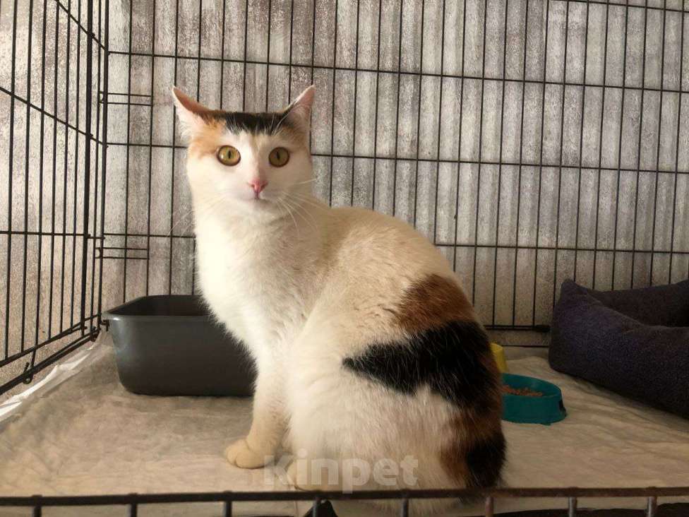 Кошки в Дмитрове: Кошечка с "чёлкой" ищет дом Девочка, Бесплатно - фото 2