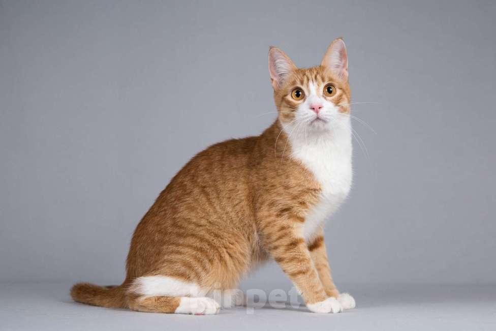 Кошки в Москве: Рыжий молодой ласковый кот Жермон в добрые руки Мальчик, 1 руб. - фото 7