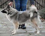Собаки в Москве: Ненецкая оленегонная лайка. Сука Чинар. Девочка, 60 000 руб. - фото 2