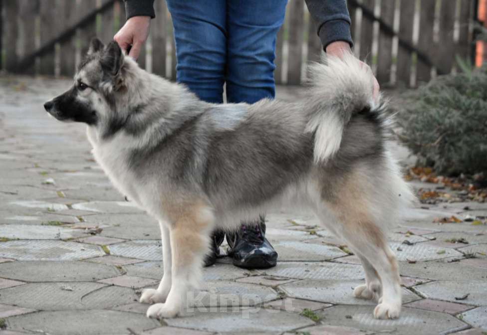 Собаки в Москве: Ненецкая оленегонная лайка. Сука Чинар. Девочка, 60 000 руб. - фото 2