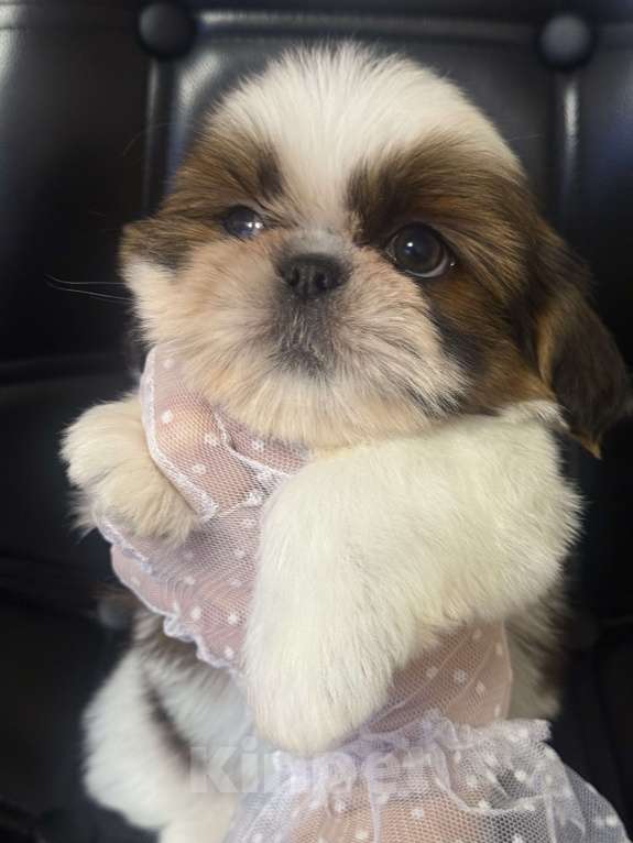 Собаки в Смоленске: Малыш мини ши тцу Мальчик, 100 000 руб. - фото 1