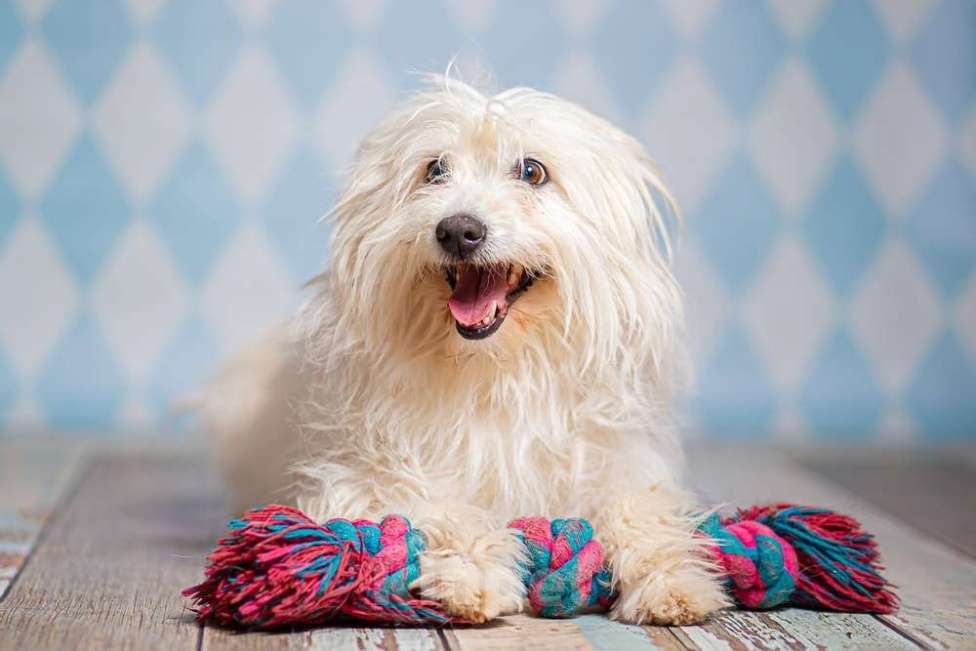 Собаки в Москве: Белая болонка Бэкки в добрые руки Девочка, 1 руб. - фото 5