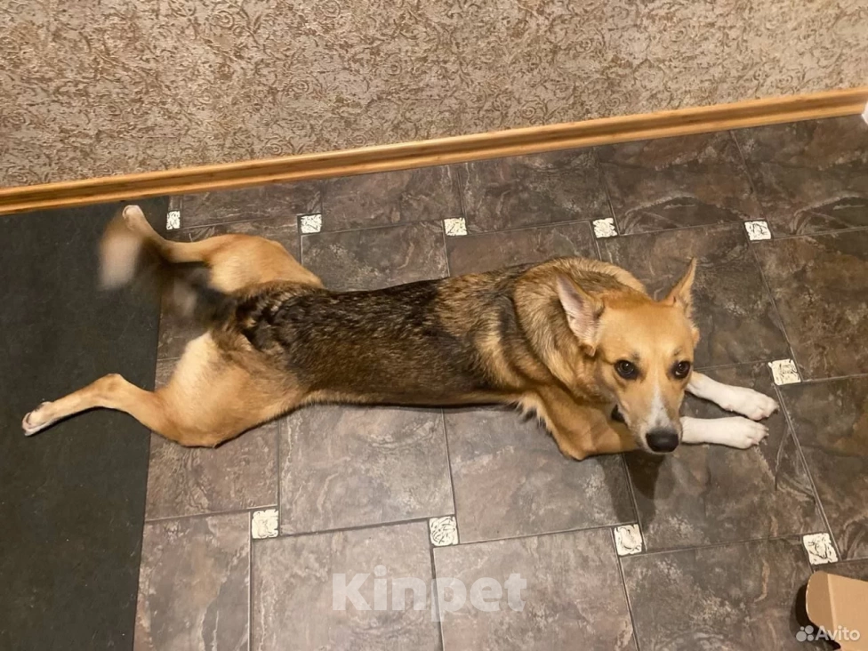 Собаки в Санкт-Петербурге: Собака в добрые руки Девочка, Бесплатно - фото 3