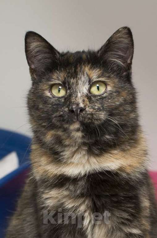 Кошки в Москве: Британские кошки химеры Тося и Тася в добрые руки Девочка, Бесплатно - фото 4