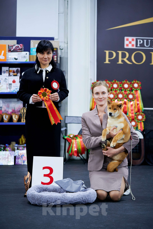 Собаки в Москве: Мальчик, сиба-ину  Мальчик, 70 000 руб. - фото 1