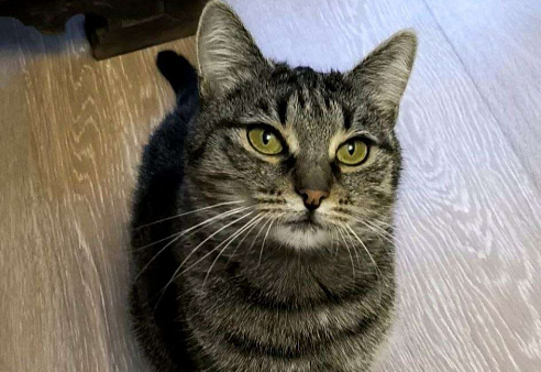 Полосатая красотка Ленди