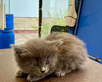 Кошки в Москве: Кошка девочка Девочка, Бесплатно - фото 2