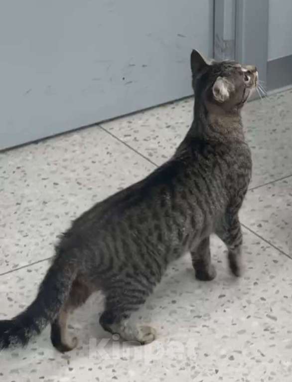 Кошки в Самаре: Найдена кошечка, очень ласковая, общительная, любит кушать и кусно пахнуть, глаза полны любви Девочка, Бесплатно - фото 1